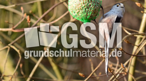 Schwanzmeise (03).jpg